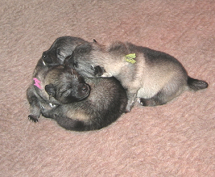 Bonny & Donatus